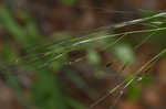 Blackseed speargrass